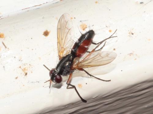 Réf. 264 658 : Mintho rufiventris